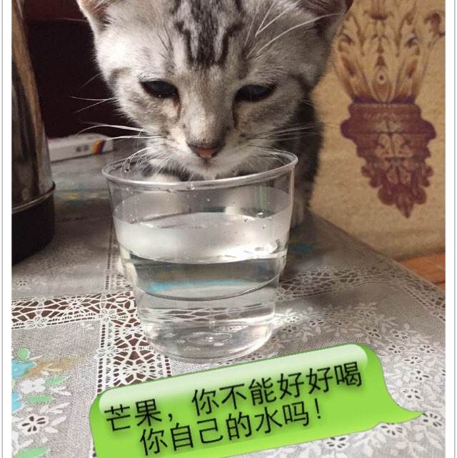 怎么买法国护照电子版